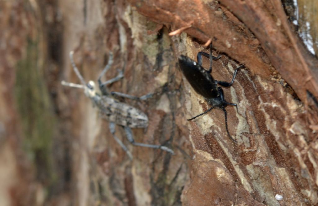 Rhagium inquisitor e Asemum striatum